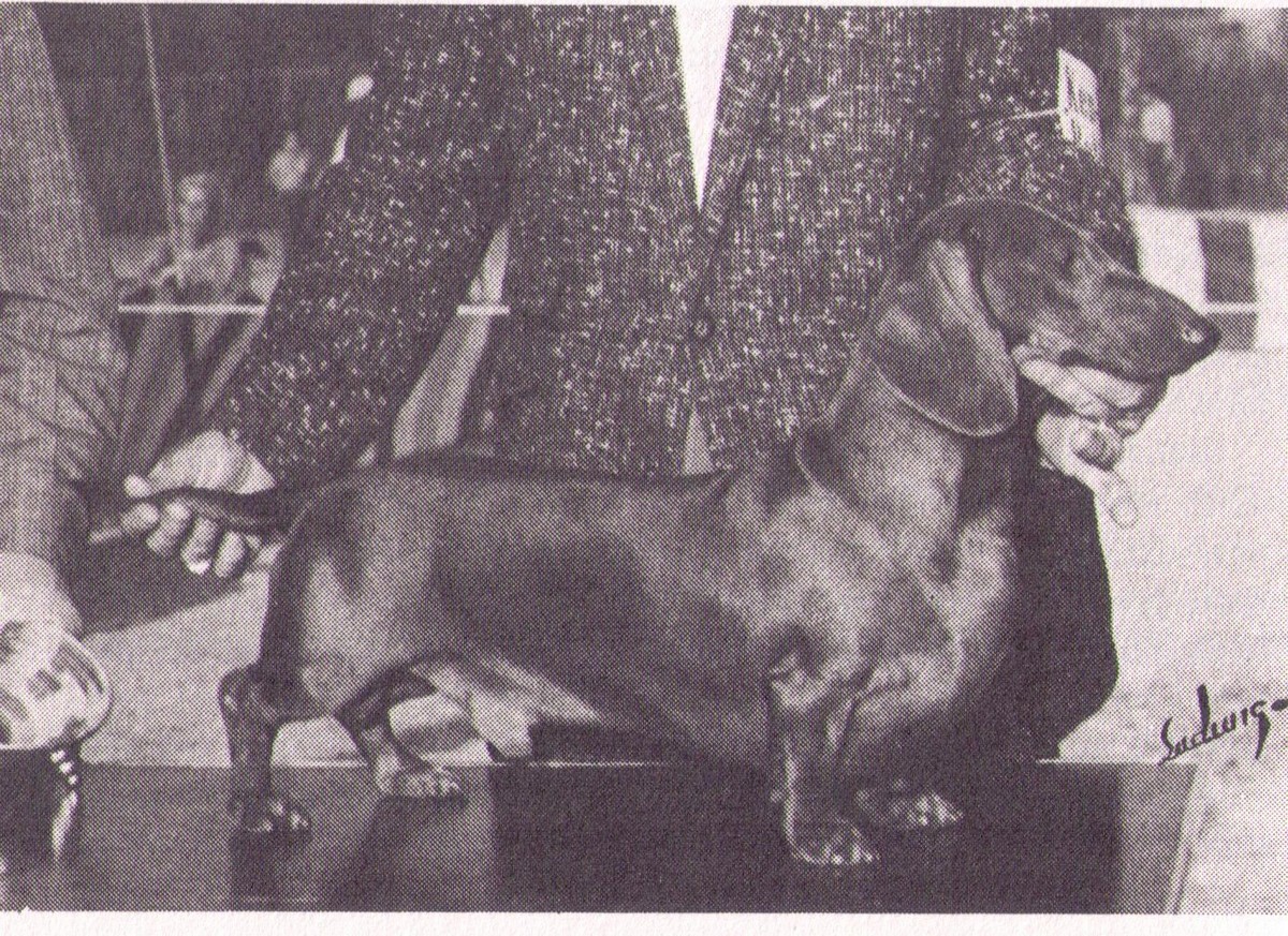 Willo-Mar: Marcia and Bill Wheeler – The Dachshund History Project
