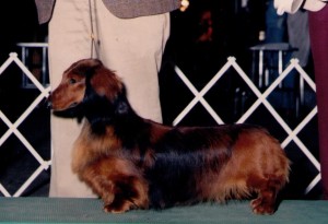 curly haired dachshund