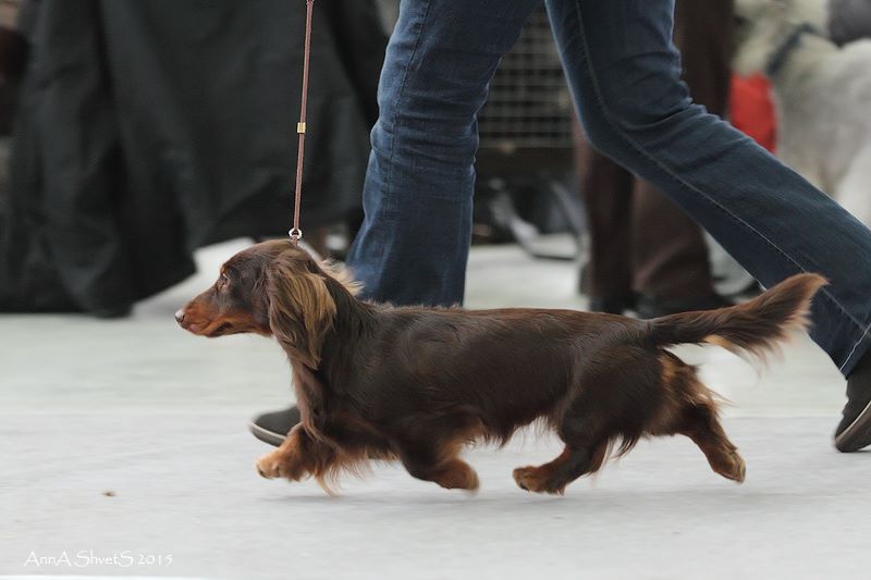 The Dachshund History Project